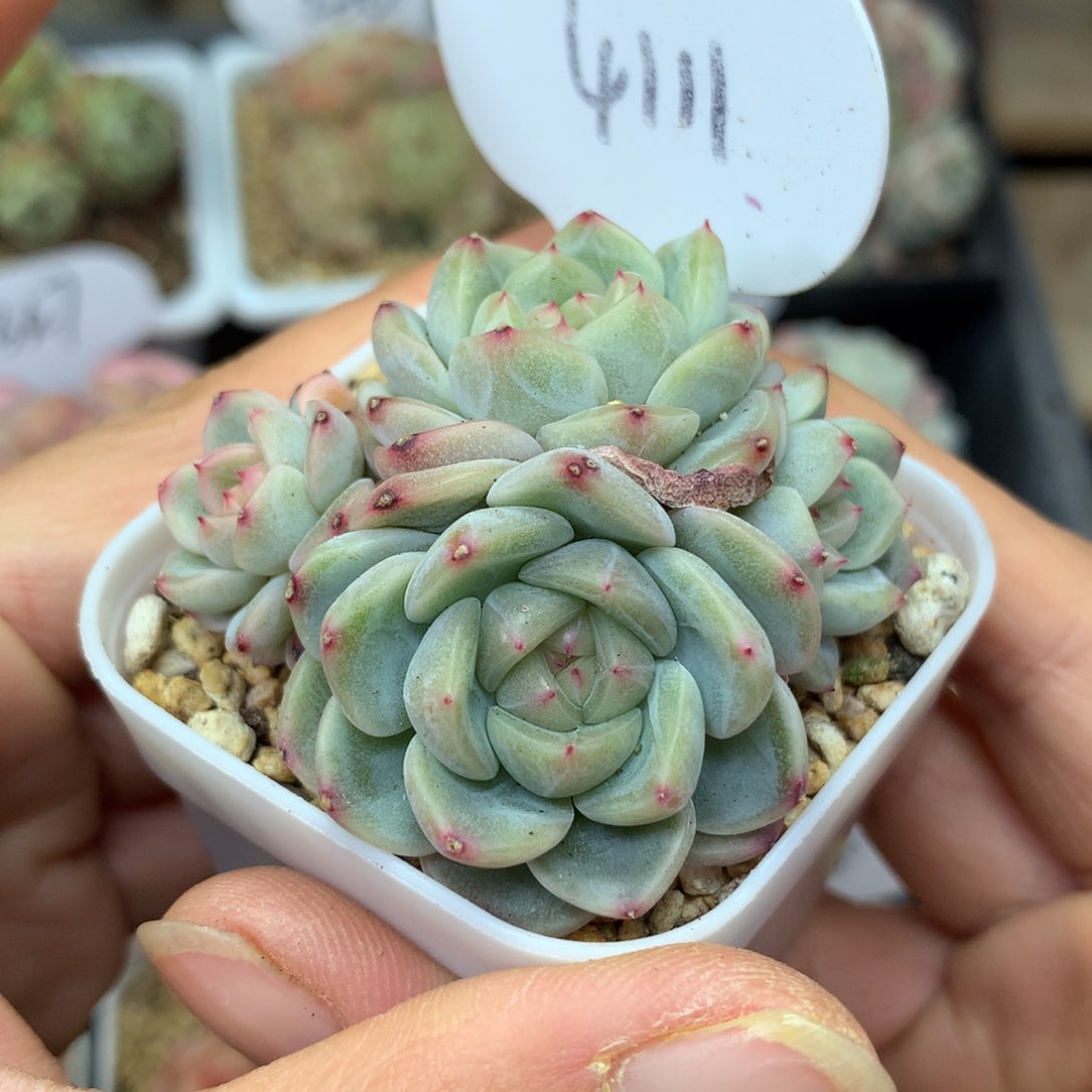 4头甜心e自然群4111