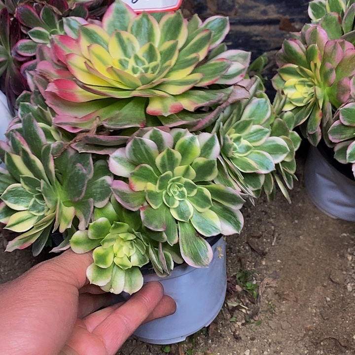 海仙老桩捧花825号