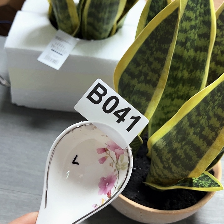 紫砂…………～～～～～#～～～发