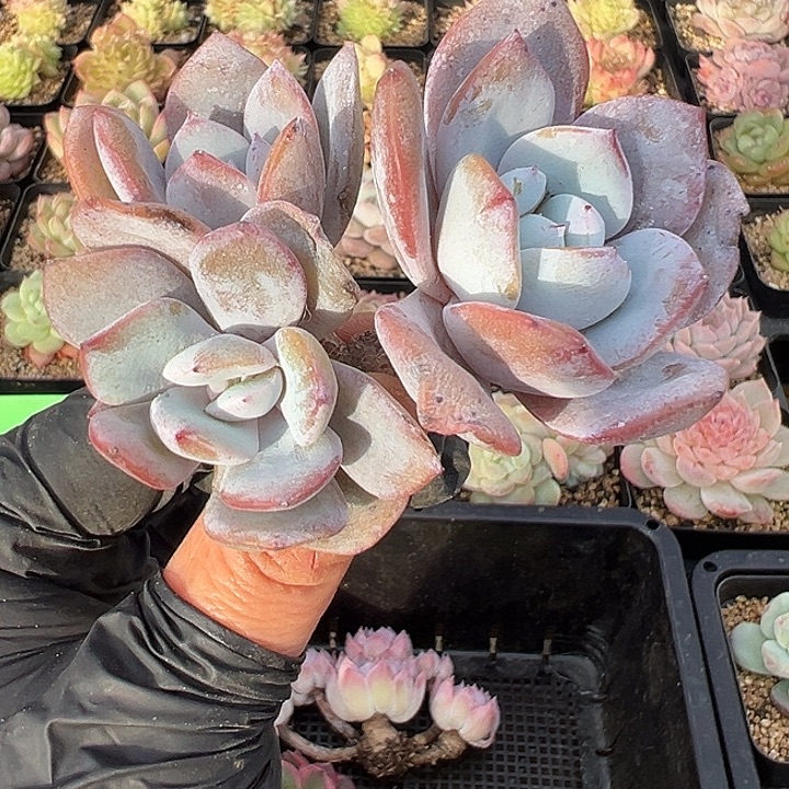 依***依一物一拍链接，依依