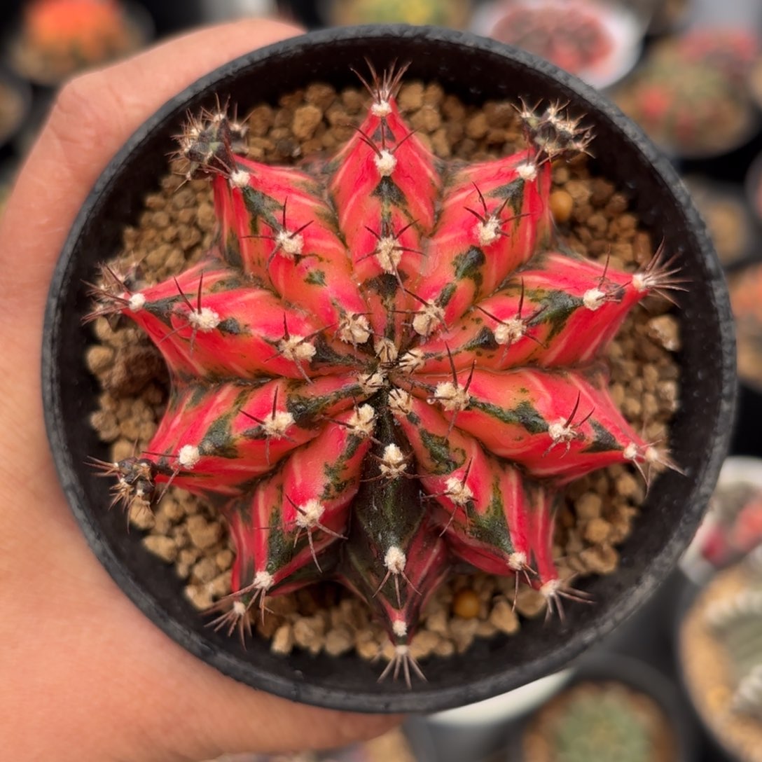 泰系实生母本仙人球3