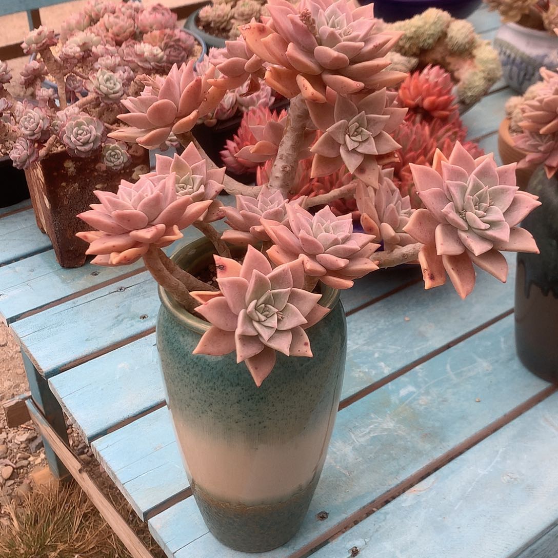 阳*血色黄昏多肉植物脱土