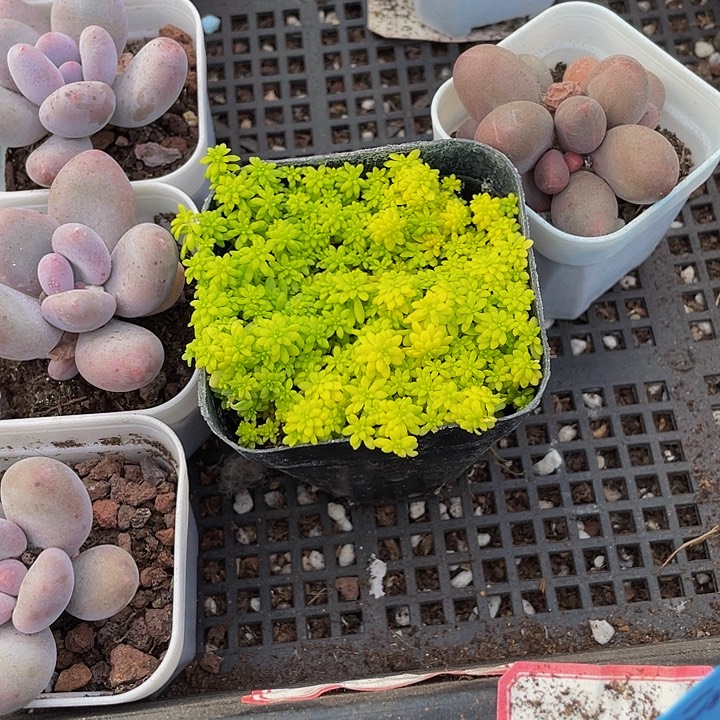 黄金草带盆土发货