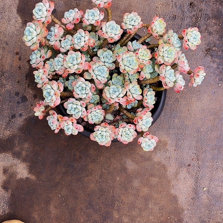 现***风闪购樱花罗琦1棵29.99