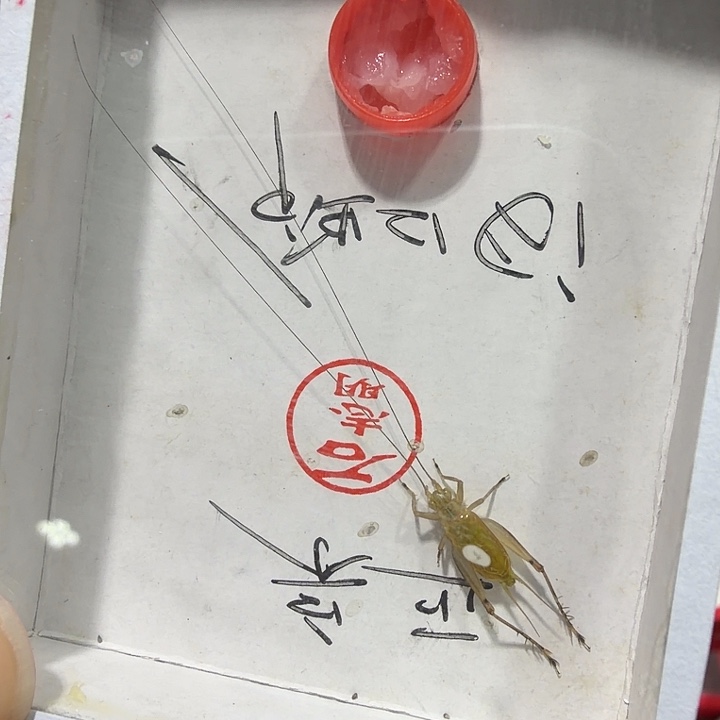 天***星蟋蟀石老师沪B一条