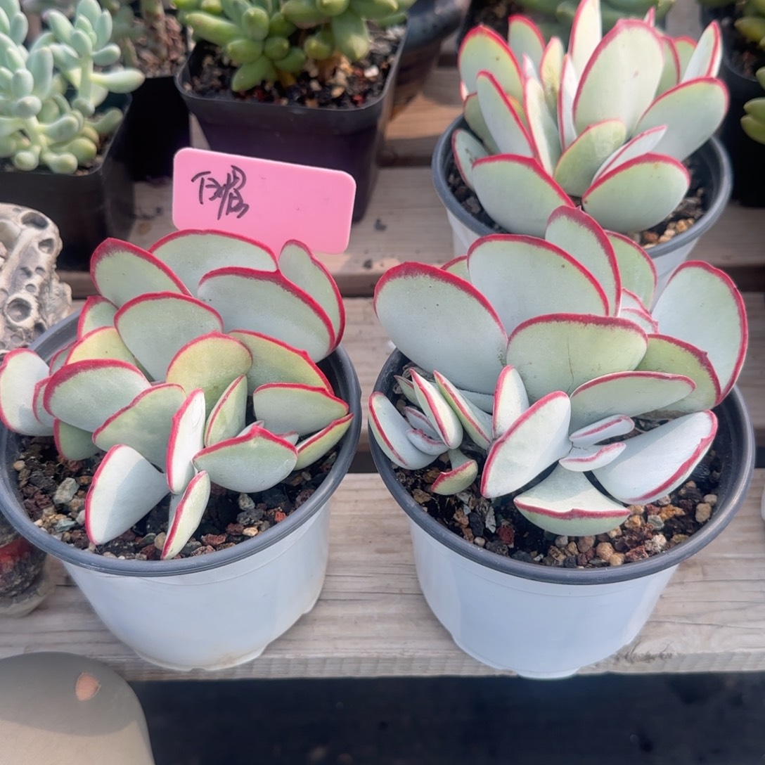 白眉群生五十包邮老桩