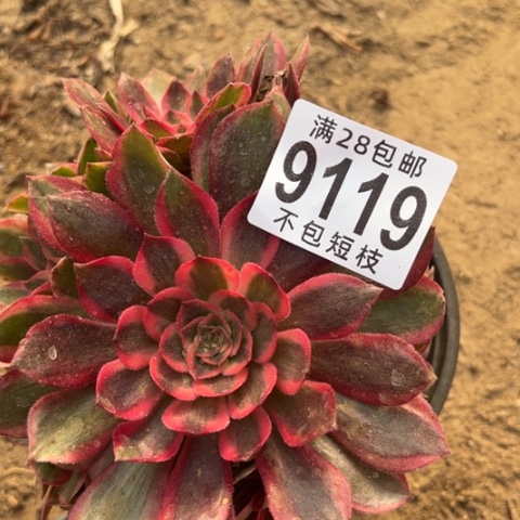 云河多肉植物法师9119