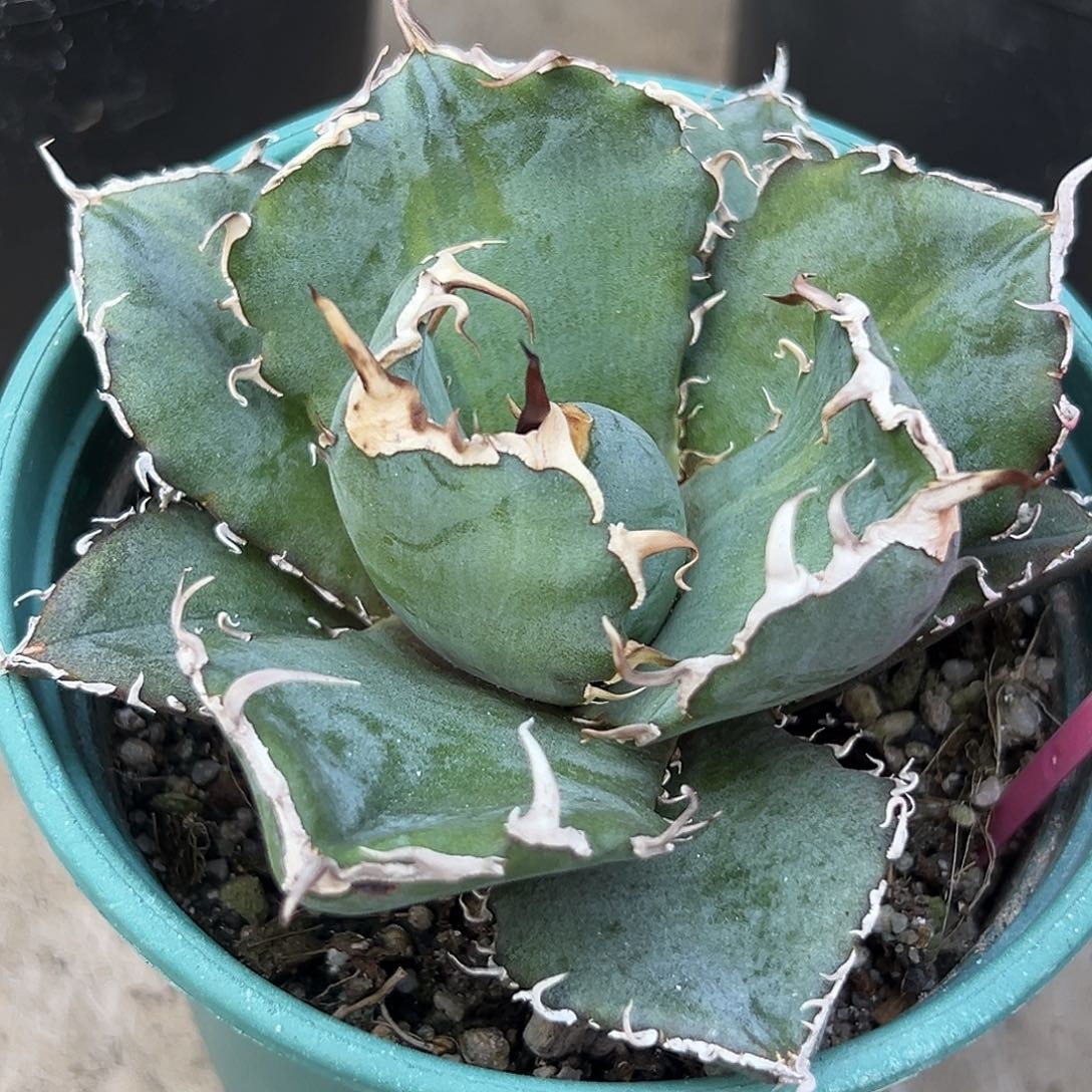 正版白鲸锦一物一拍偏远不包邮不退不换