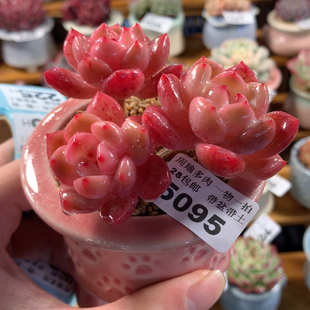 5厘米盆精控多肉5095