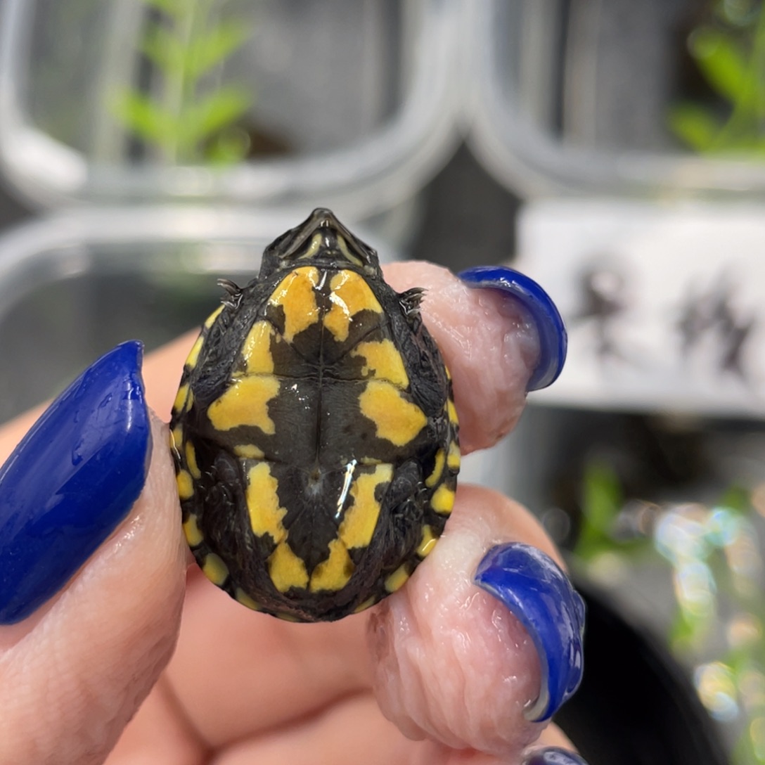 蛋龟母不分公母4556