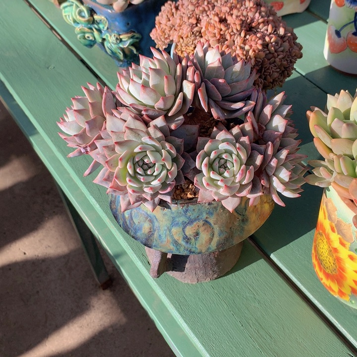 粉蓝鸟朵朵缀自然