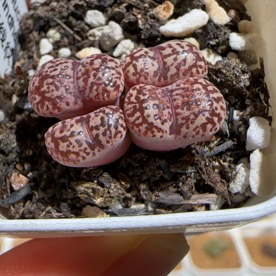 肉锥多肉植物组合-鸟哈尼1173