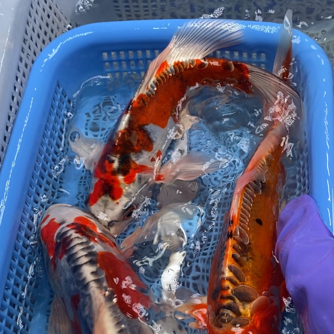 锦鲤冷水锦鲤包邮