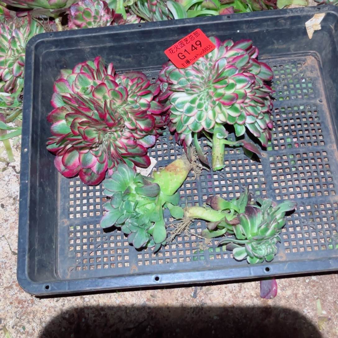 组合149多肉植物