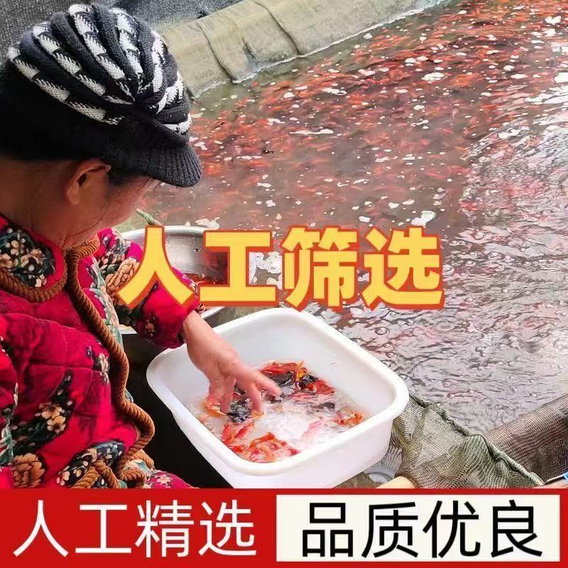 黄色牌201-300精品大锦鲤鱼冷水淡水活体观赏鱼好养耐活