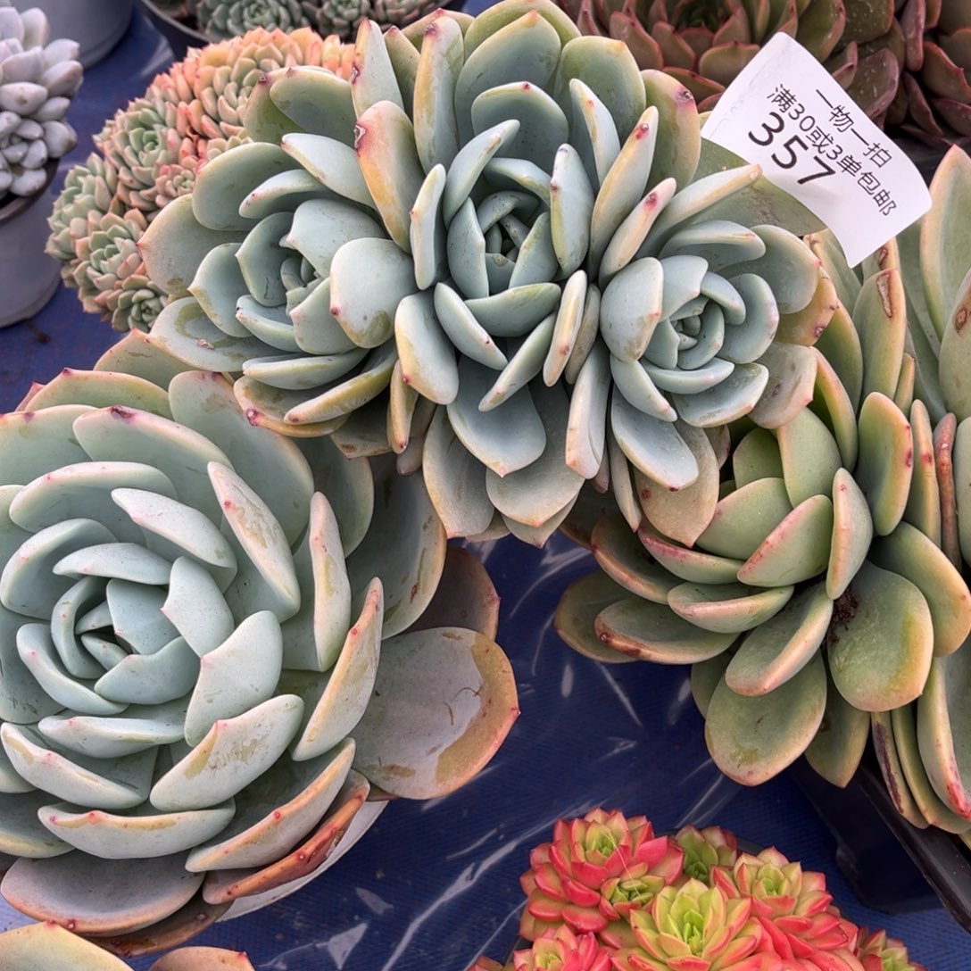 357凤橙群多肉植物……