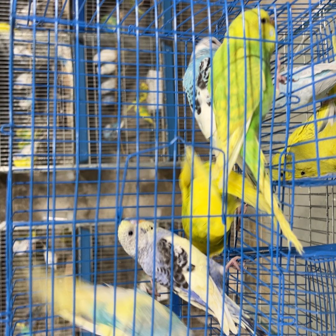 虎皮鹦鹉五只金彩大头