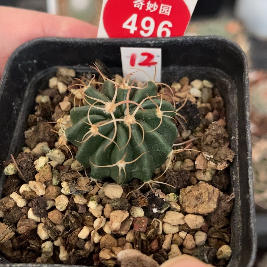 实生卷刺凌波2.5cm一棵仙人球