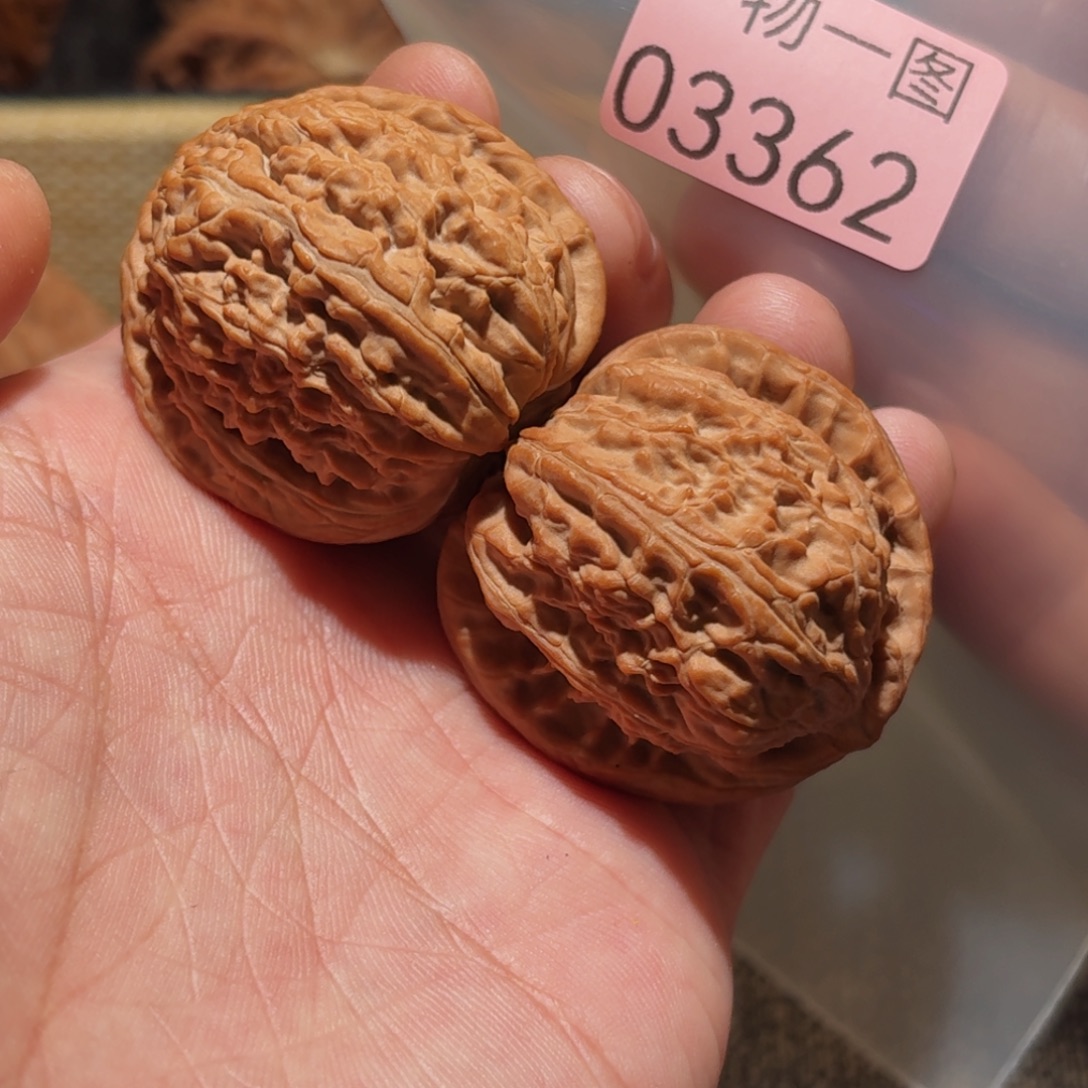 文玩核桃把件白狮子