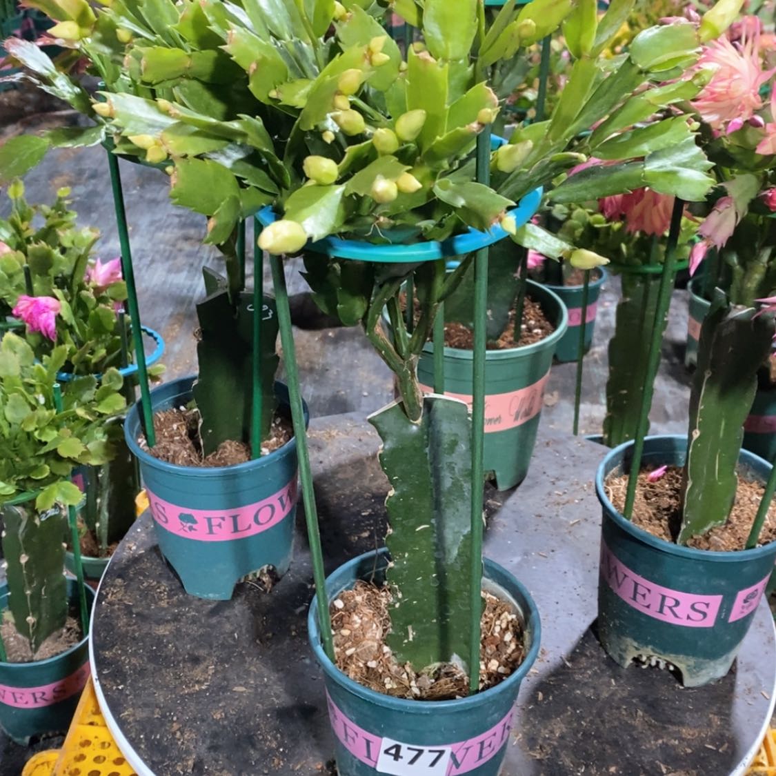 【闪购商品】完全开放郭*477嫁接雅丝