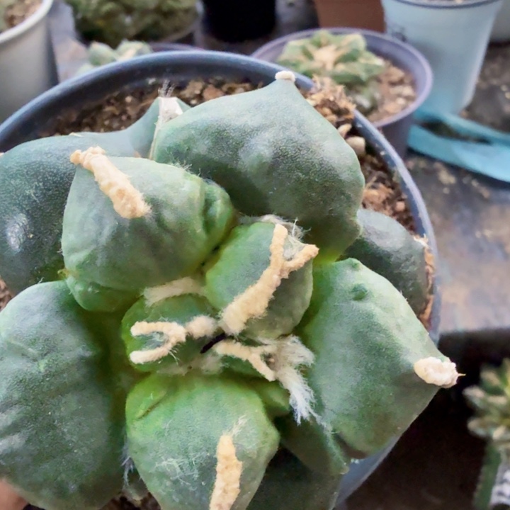 *****083变尤蛋蛋牡丹仙人球