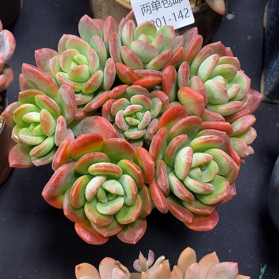 酸奶多肉 拉萨142