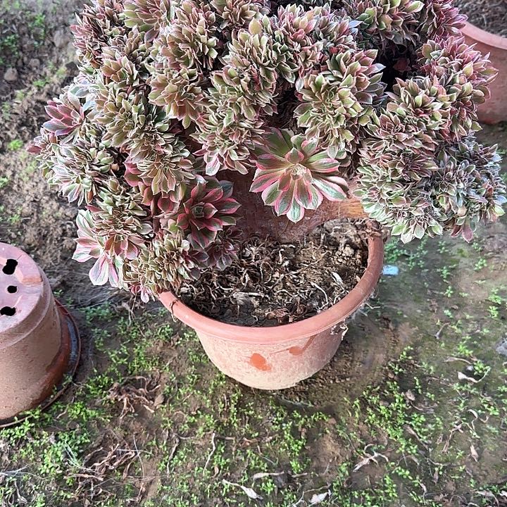 喜****8缀话脱土发货zhuihua