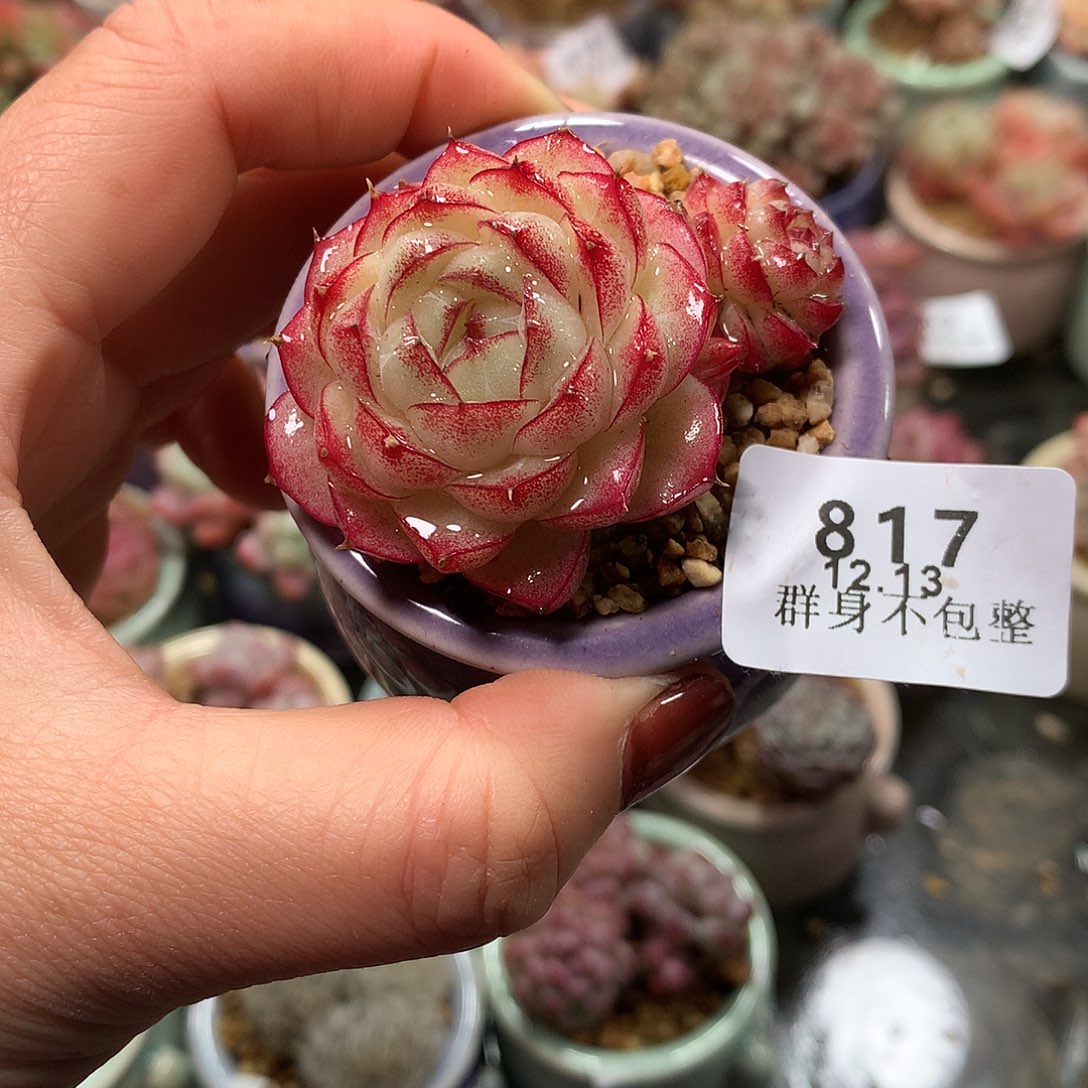 精控拇指盆12.13817