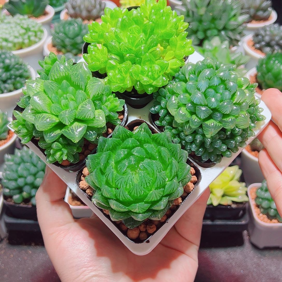 樱水晶姬玉露群雪花水晶草原盆土