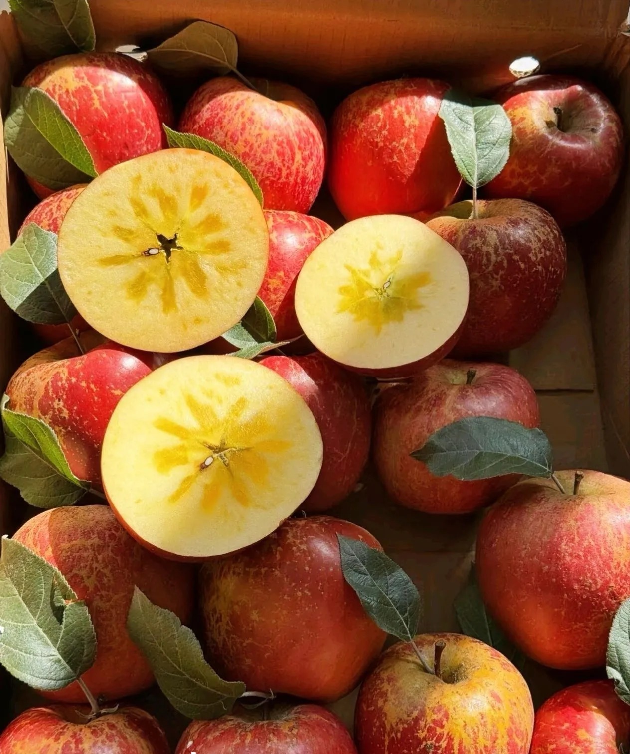 正宗昭通冰糖心丑苹果