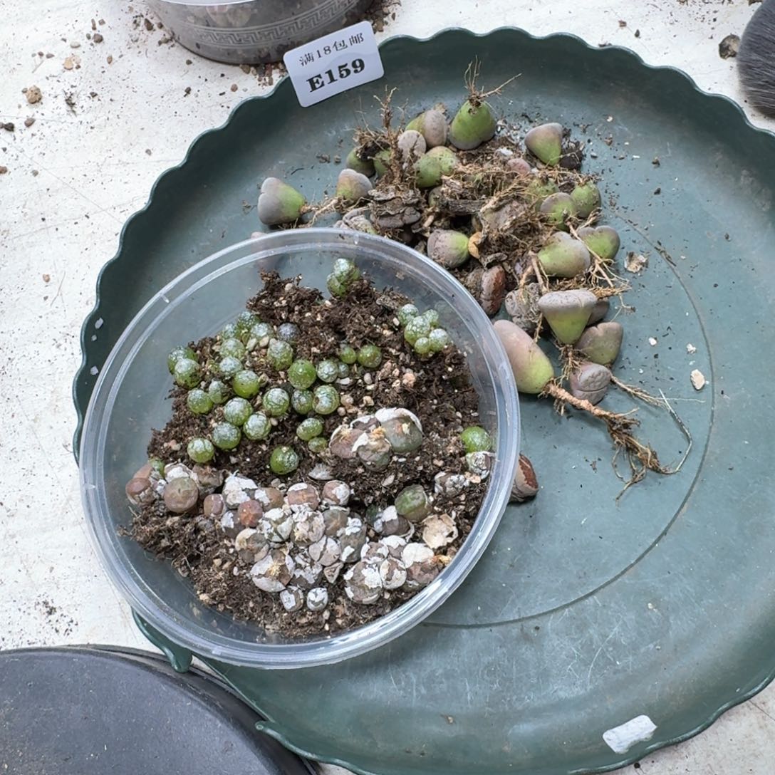 甜***水E159 小灯泡烧卖 荒。菊