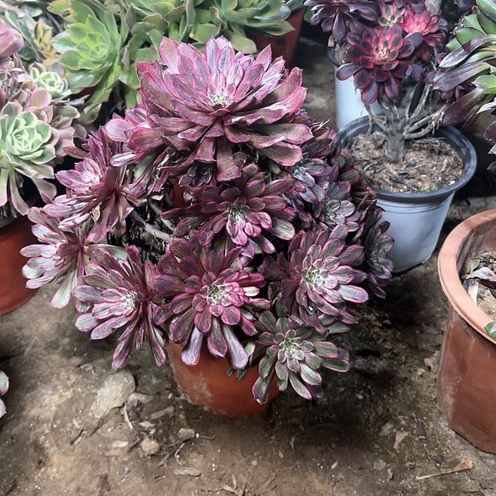 多肉植物紫霞仙子24