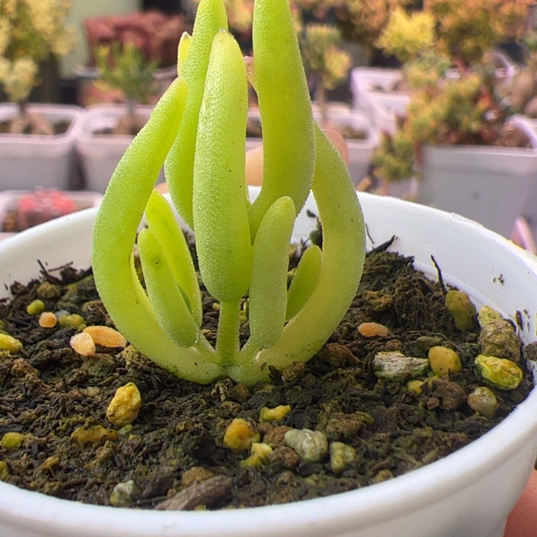 015多肉植物枝干香蕉黄锦