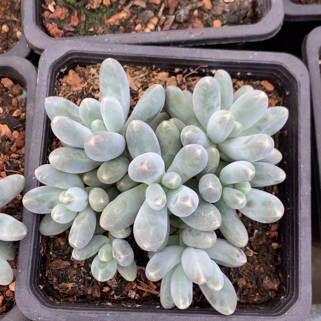 乌拉奶无砍捧花一物一拍