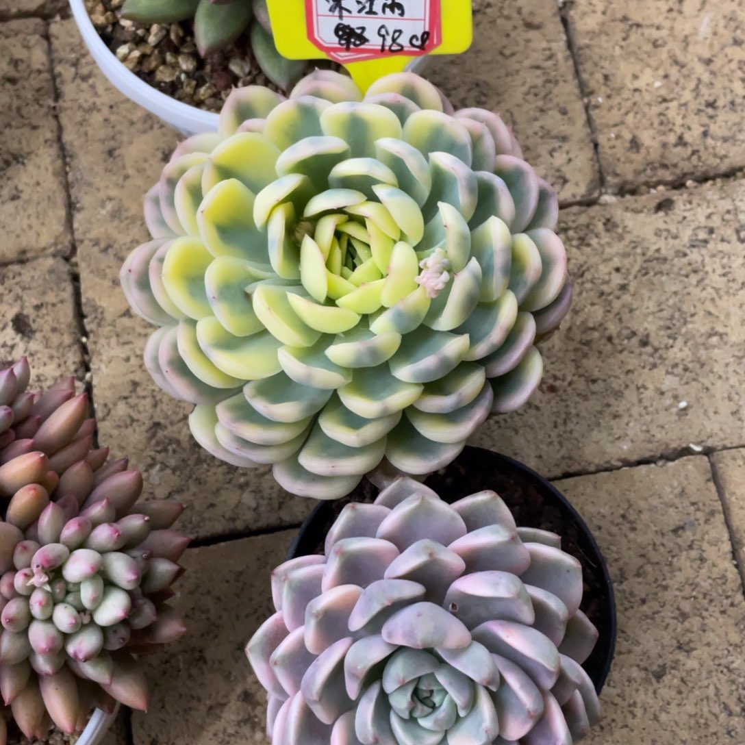 沐****沐江雨96、               