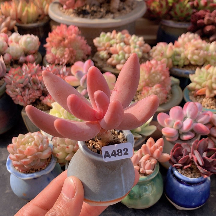 一物一拍含盆土满38包邮A482