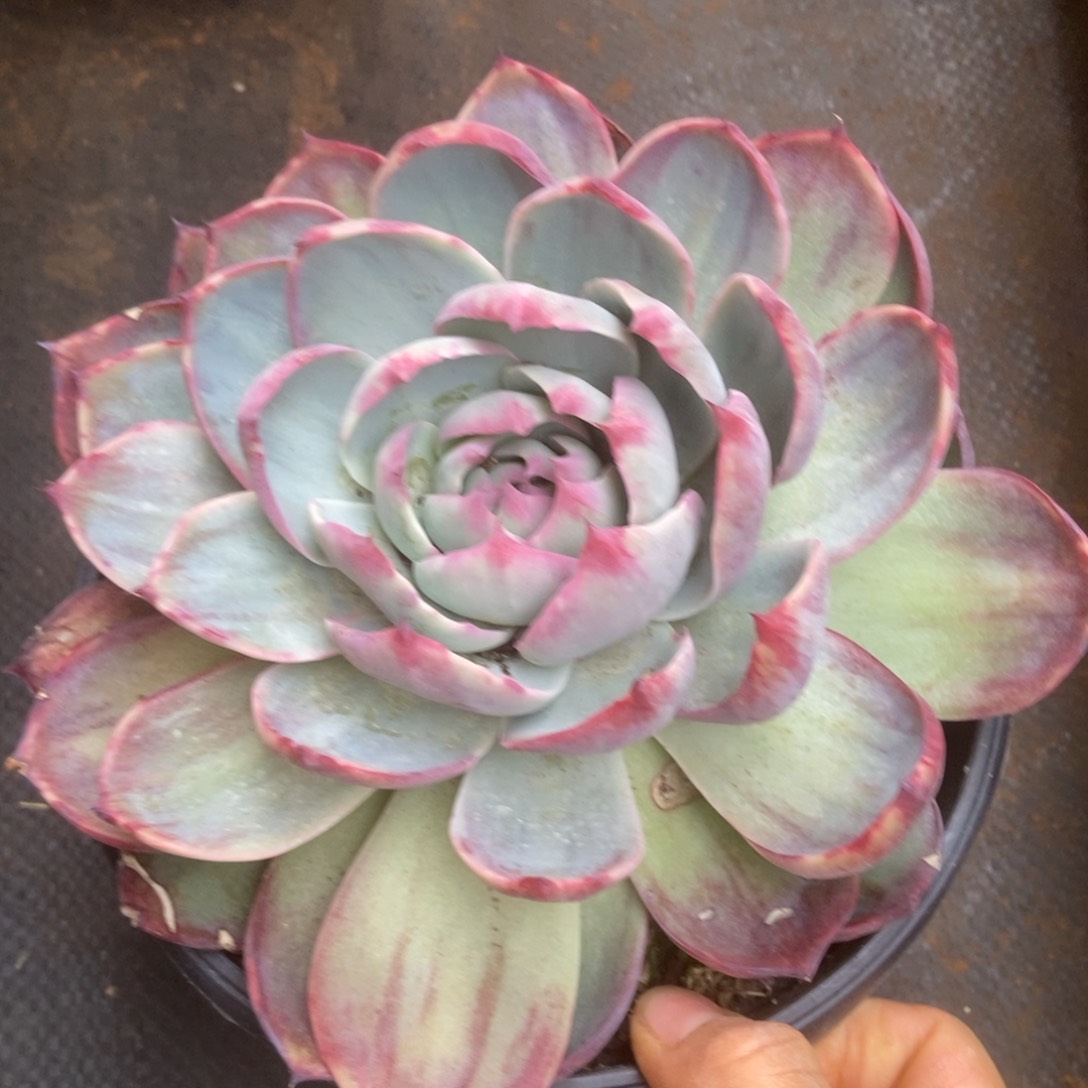 惊鸿肉多肉多肉多肉多肉