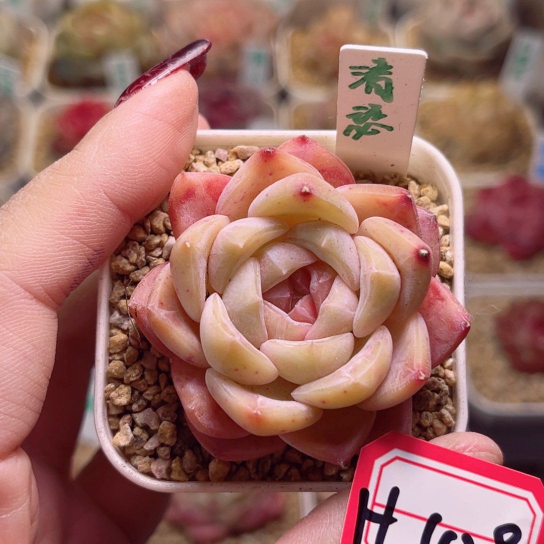 H429一物一拍 清瑟