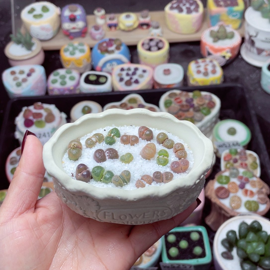 w5261 -零下地区拍保温箱-15支持寄养