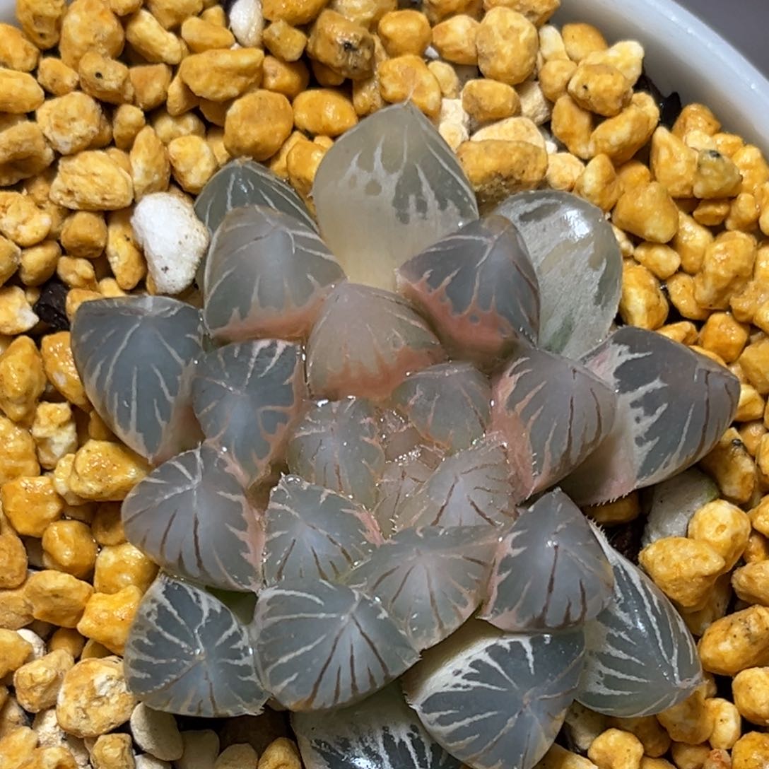 恭喜发财大吉大利0398