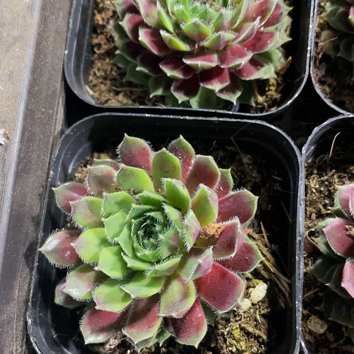 紫牡丹带盆土发货