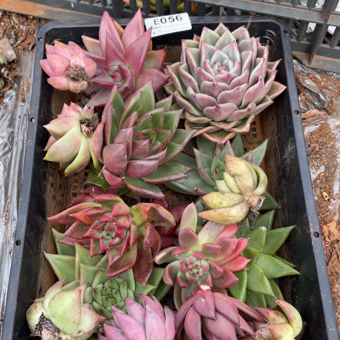 无花朵若茹东云单拍E056