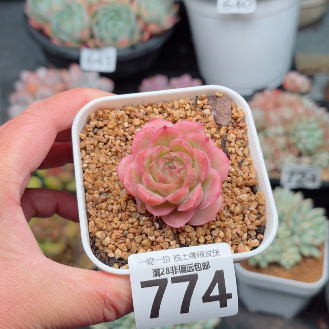 虾饺单头无盆土发货