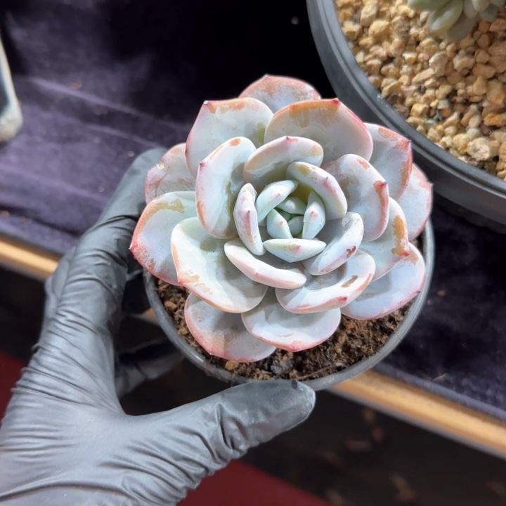 ?*?10厘米左右一物一拍的