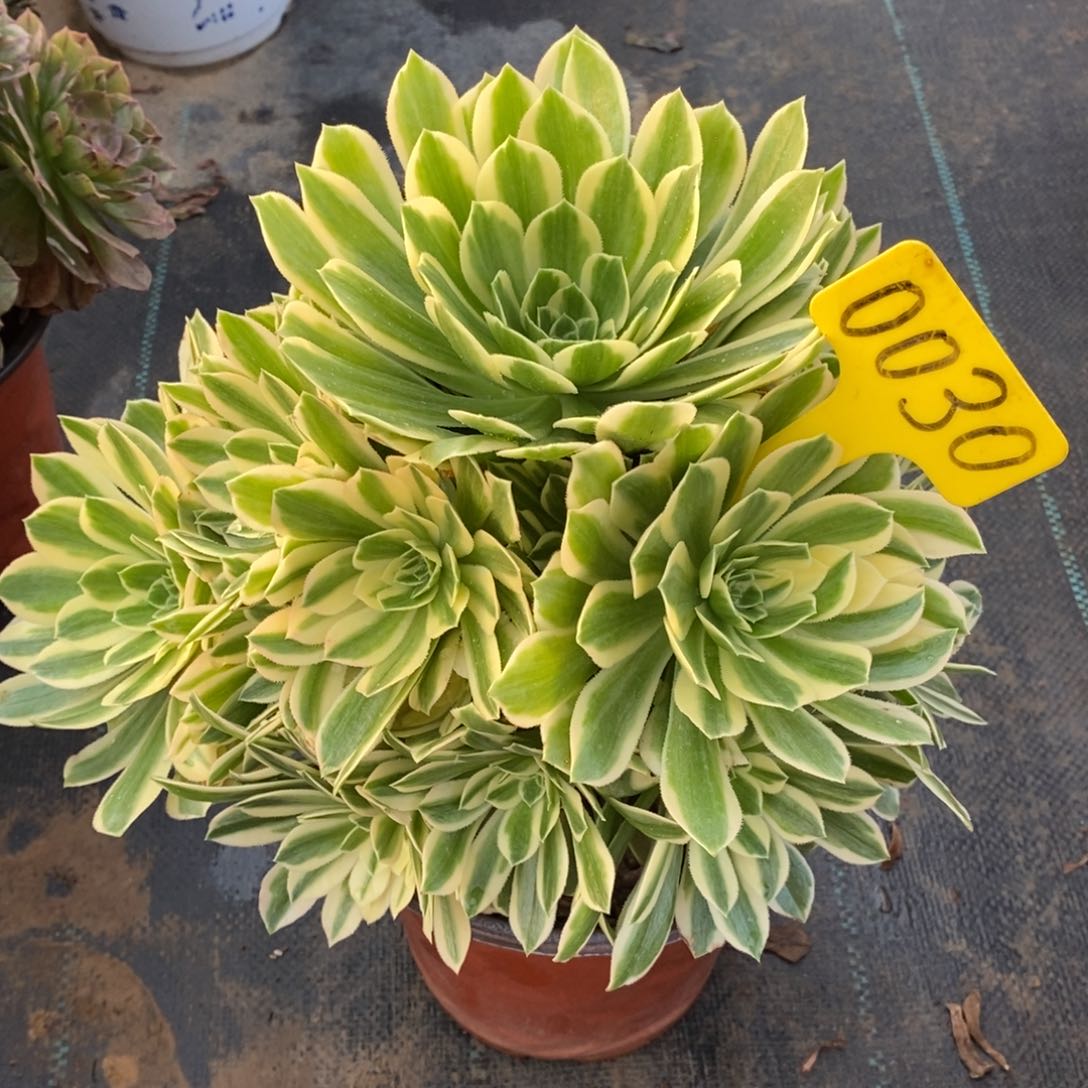 0030燕琳一物一拍