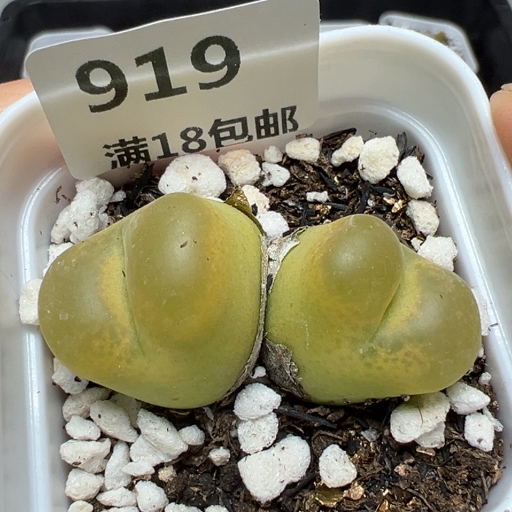 【闪购商品】919……