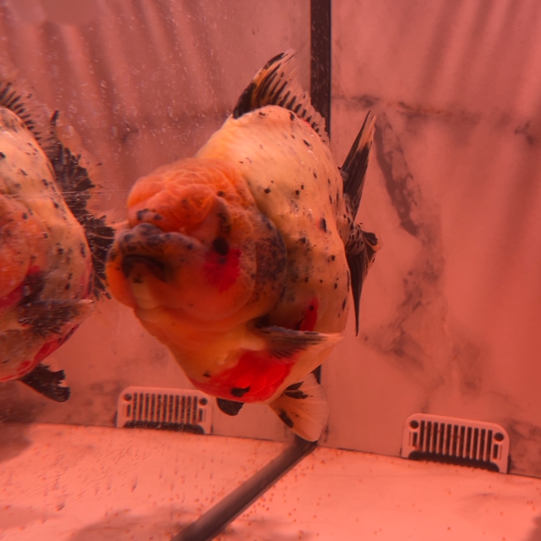 辉***灬海水鱼我是小女孩我爱