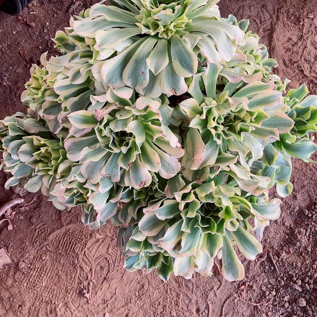 无花朵?***?多肉植物444