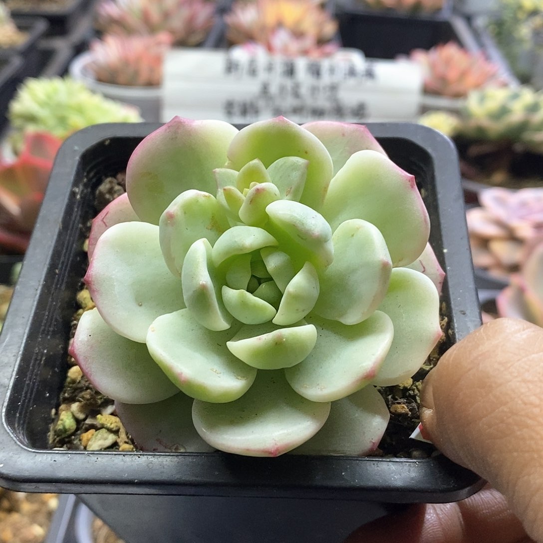 20107香草锦多肉植物