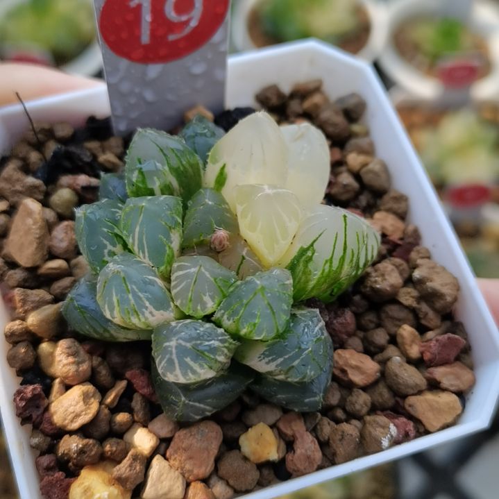 19号紫王玉露锦一物一拍带盆土发货